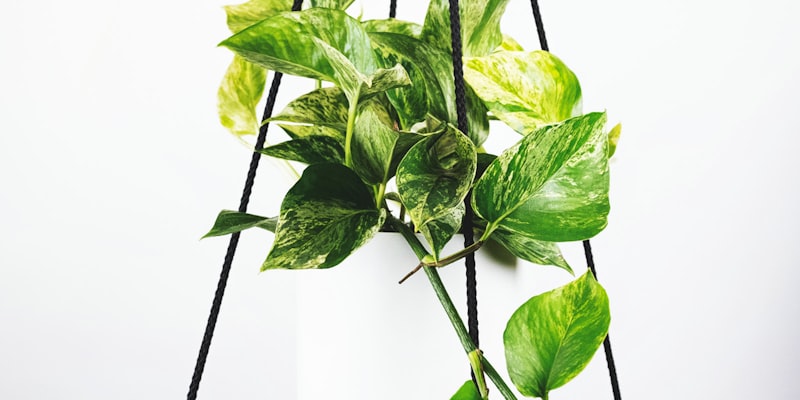 欧冠联赛奖杯在聚光灯下的特写